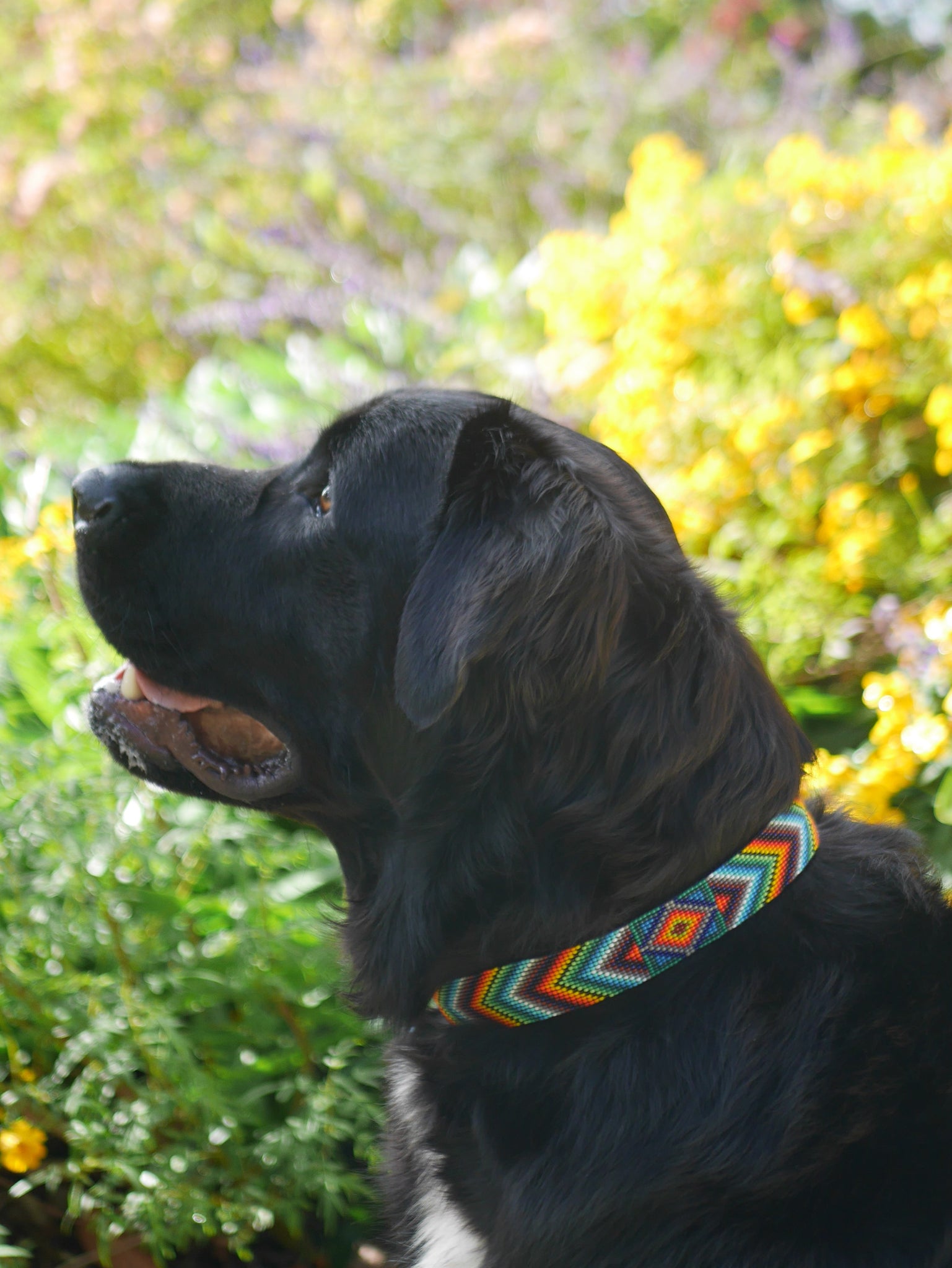 Baby Blue Beaded Dog Collar