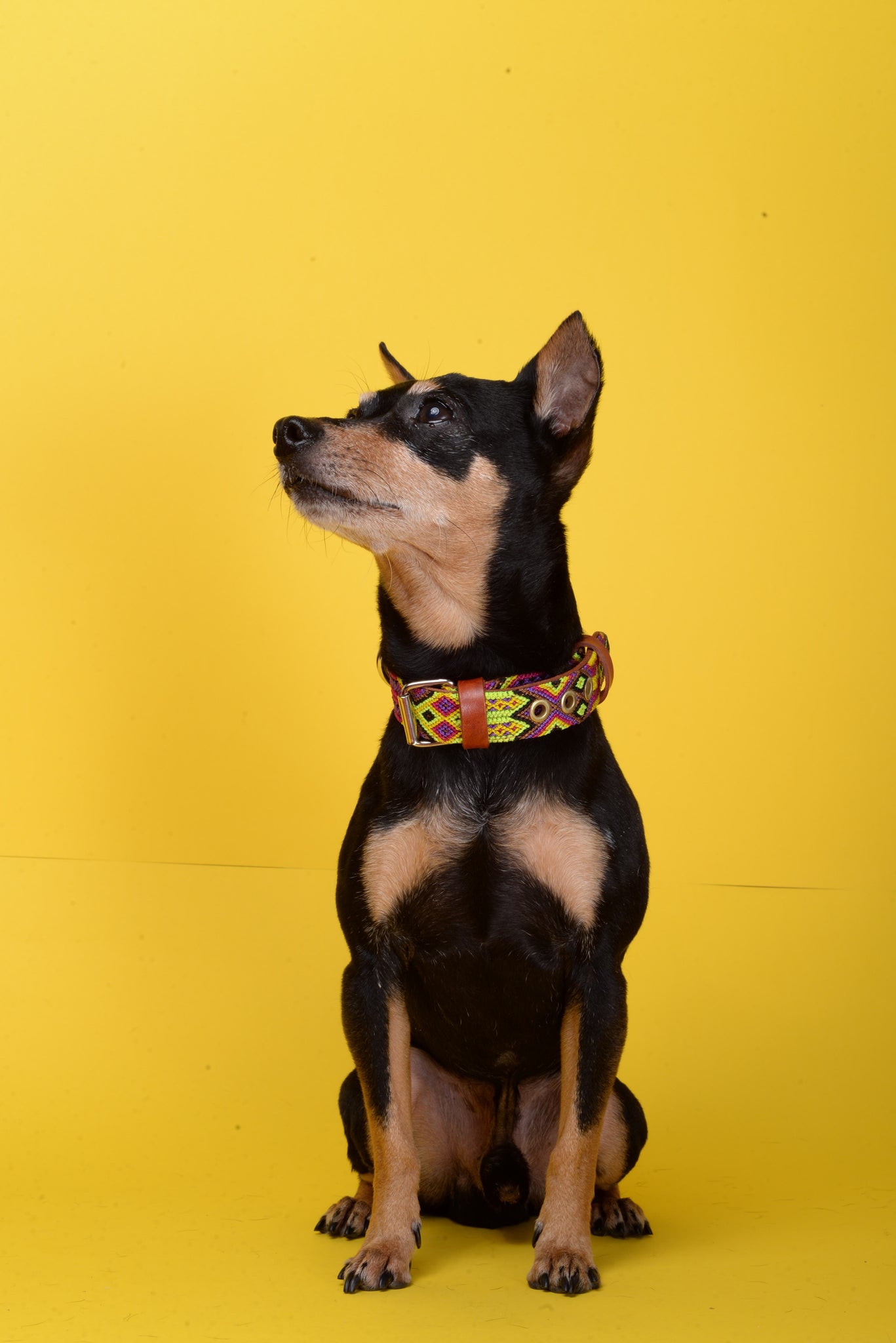Green Dog Collar